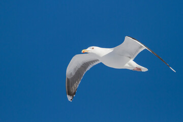 Herring Gull, Zilvermeeuw, Larus argentatus ssp. argentatus
