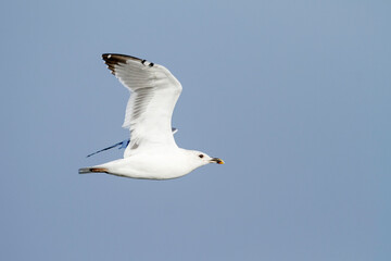 Heuglins Meeuw, Heuglin's Gull, Larus heuglini