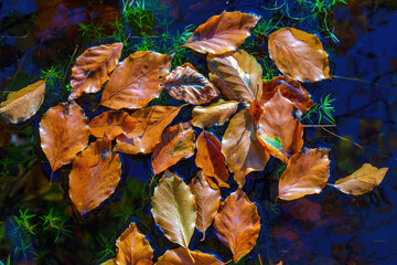 Fallen autumn leaves float on the water