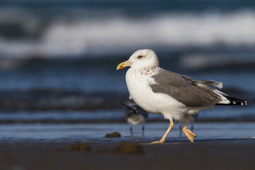 Heuglins Meeuw, Heuglin's Gull, Larus heuglini