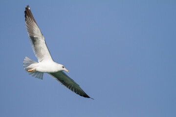 Heuglins Meeuw, Heuglin's Gull, Larus heuglini