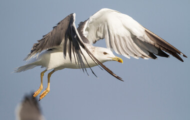 Heuglins Meeuw, Heuglin's Gull, Larus heuglini