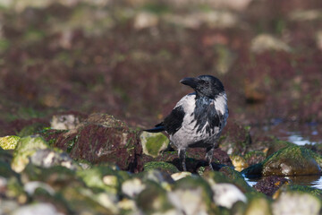Bonte Kraai, Hooded Crow, Corvus cornix
