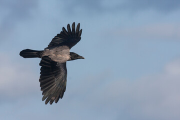 Bonte Kraai, Hooded Crow, Corvus cornix