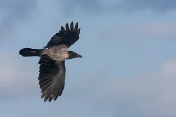 Foto op Canvas Bonte Kraai, Hooded Crow, Corvus cornix © AGAMI