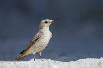 Monnikstapuit, Hooded Wheatear, Oenanthe monacha