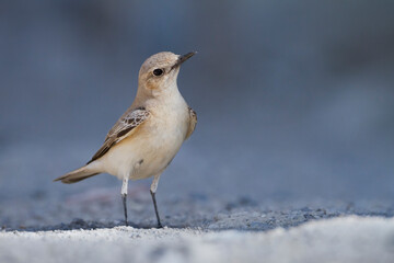 Monnikstapuit, Hooded Wheatear, Oenanthe monacha