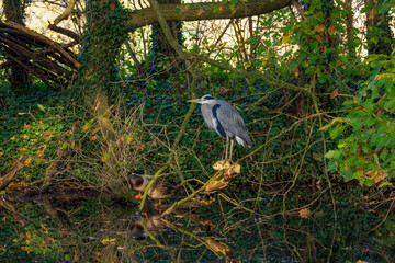 Naklejka premium Photo of a gray heron standing at the edge of a root from a tree