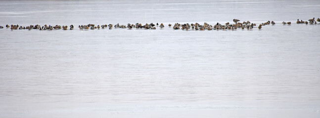 Ducks in a row on ice on lake in winter