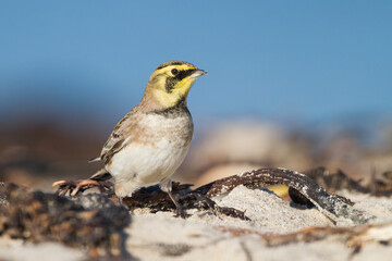 Strandleeuwerik, Shore Lark, Eremophila alpestris flava