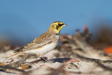 Strandleeuwerik, Shore Lark, Eremophila alpestris flava