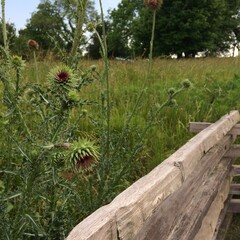 thistle in field