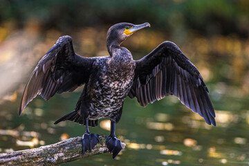 Kormoran (Phalacrocorax carbo)