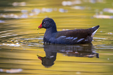 Teichhuhn (Gallinula chloropus)