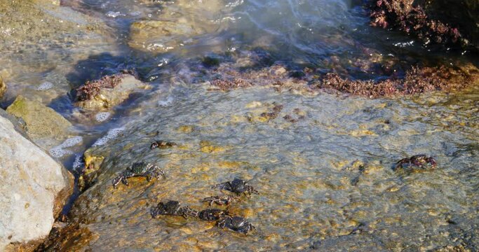 Crabs feed on the rocks of the shore. Some are sheltered between the cracks.