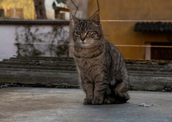 The muzzle of a brown domestic cat. The cat looks up. Yellow-green blurry background with circles.