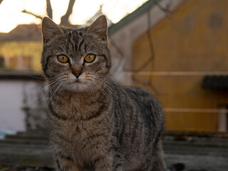 The muzzle of a brown domestic cat. The cat looks up. Yellow-green blurry background with circles.