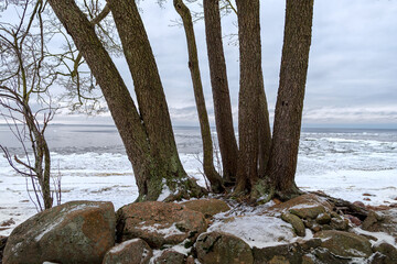 View of the snowy Gulf of Finland through the trees