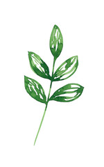 Green abstract leaf clip art isolated on white background. Watercolor hand drawn botanical illustration. Floral design element for decoration, invitations, cards, icons, posters, weddings, parties.