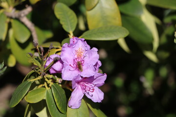 Flower of rhododendron in spring, Germany
