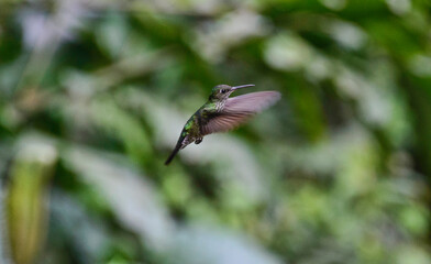 Green hermit hummingbird (Phaethornis guy), Copalinga, Podocarpus National Park, Zamora, Ecuador