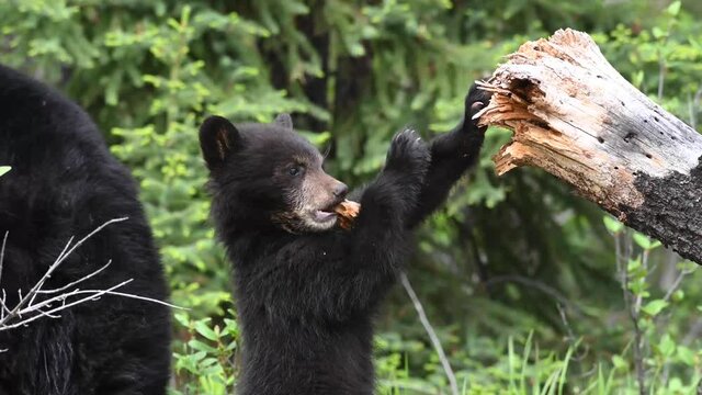 Black bear in the Canadian Rockies