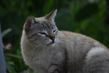 Gato blanco en el pasto