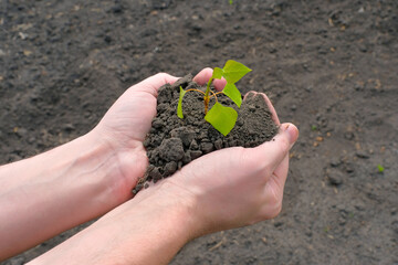 Farmers hands plant seedlings in soil. Organic farming. Spring symbol and concept of ecology, agriculture, gardening or ecology
