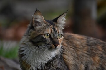 Gato mirando hacia la derecha, gato de ojos verdes