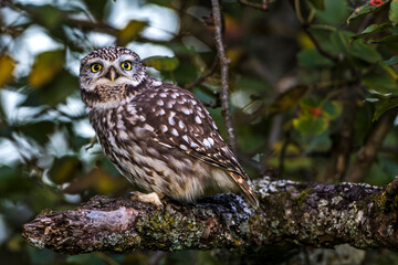 Steinkauz (Athene noctua)