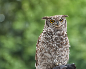 South American great horned owl, Bubo virginianus jacurutu, the Colombian great horned owl, Venezuelan great horned owl, desert great horned owl
