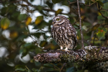 Steinkauz (Athene noctua)