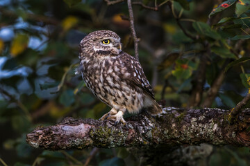 Steinkauz (Athene noctua)