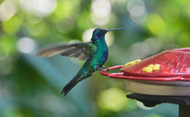 Sparkling violetear hummingbird (Colibri coruscans) at a feeder, Podocarpus National Park, Zamora, Ecuador