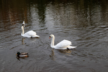 swans on the river