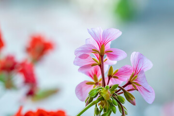 Sweet scented geranium. A geranium stem with several pink flowers on a light background