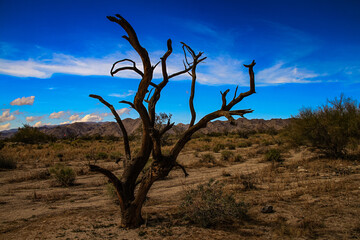 Fototapeta na wymiar Baum in der Wüste