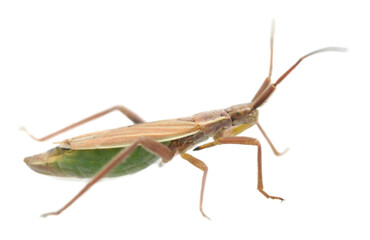 Plant bug, Stenodema isolated on white background