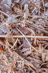 Frozen leaves after cold foggy night.