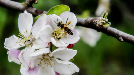 honey bee with honey on its paws sitting on an apple blossom on a spring evening