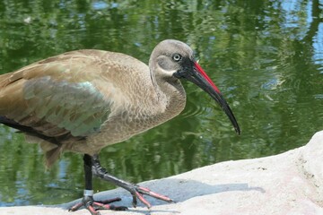 Brown ibis on pond background in Florida zoo, closeup