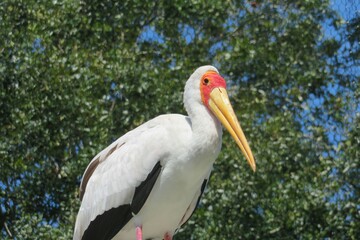 Yellow billed stork in Florida zoological garden, closeup