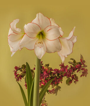 Amaryllis (hippeastrum) "Picotee" and   decorative plum blossom branch