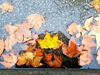 Fallen autumn leaves float on the wet street.