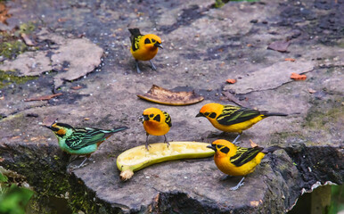 A group of Golden Tanagers and  Green-and-gold tanagers (Tangara schrankii), Copalinga, Podocarpus National Park, Zamora, Ecuador