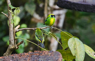 Green-and-gold tanager (Tangara schrankii), Copalinga, Podocarpus National Park, Zamora, Ecuador