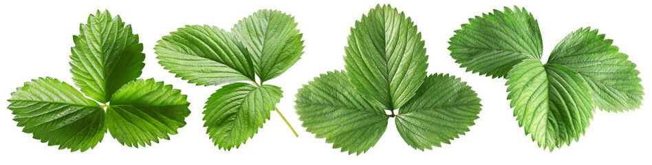 collection of strawberry leaves isolated on a white background
