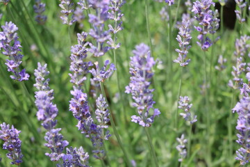 Flowers of lavender