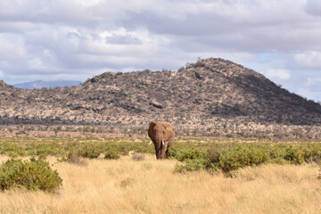 View of Samburu National Reserve, Kenya