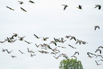 A large flock of geese silhouetted against a blue and white sky. Movement, selective focus